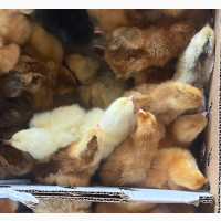 Premium Noiler Chickens for Sale