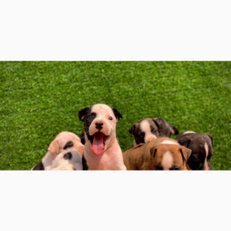 Male Purebred American Pit Bull Terrier - 1-3 Months Old