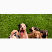 Male Purebred American Pit Bull Terrier - 1-3 Months Old