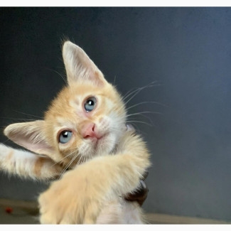 1-3 months Male Purebred Tabby