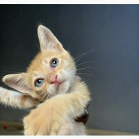 1-3 months Male Purebred Tabby