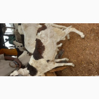 Big Healthy Rams/Sheep for Sale - Buy Now