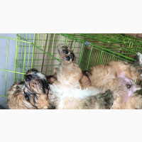 Male Purebred Lhasa Apso Available for Rehoming