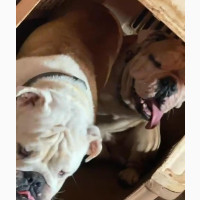 1+ year Female Purebred Bulldog