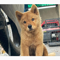 Chow Chow Puppy - Purebred Male 1-3 Months