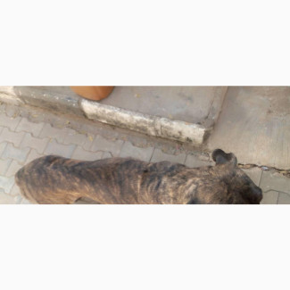 1+ year Male Mixed Breed Labrador Retriever
