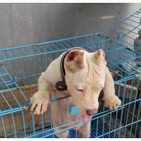 Female American Bully Puppy for Sale