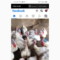 Local Chicken Day Old and One Month Available