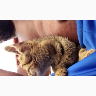 1-3 Months Female Mixed Breed American Wirehair Cat