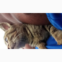 1-3 Months Female Mixed Breed American Wirehair Cat