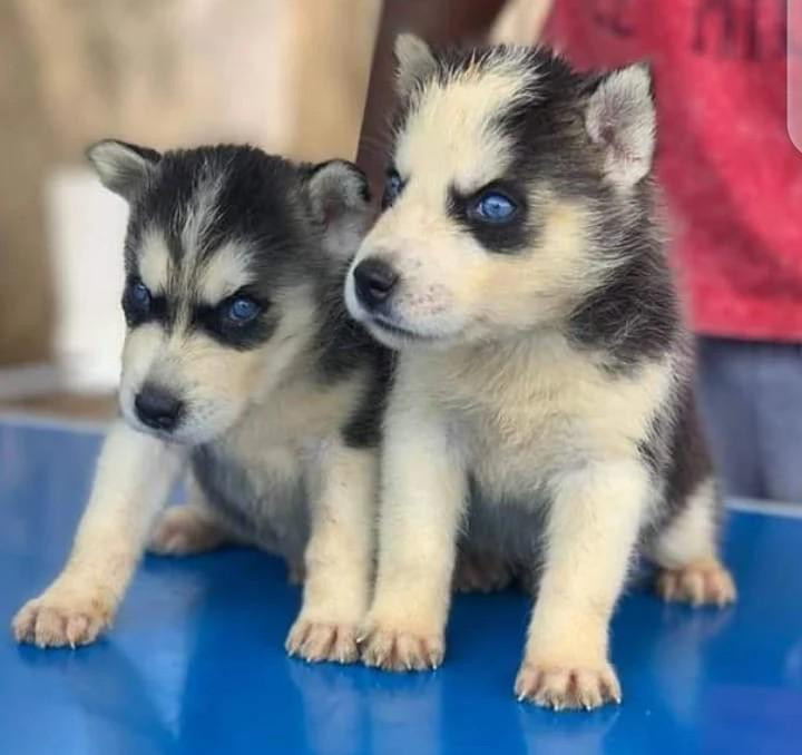 Фото 1/1. 1-3 Month Male Purebred Siberian Husky