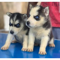 1-3 Month Male Purebred Siberian Husky