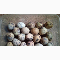 Fresh Quail Eggs and Birds
