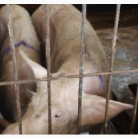 Pigs for Sale (We Deliver Nationwide)