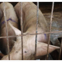 Pigs for Sale (We Deliver Nationwide)