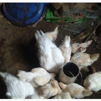Broiler Chicken - Healthy and Strong