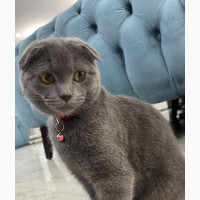 6-12 months Male Purebred Scottish Fold