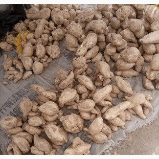 Fresh Sweet Potatoes for Sale
