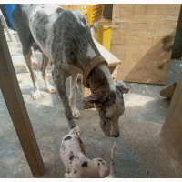 0-1 month Male Purebred Great Dane