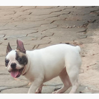 Female Purebred French Bulldog Available - 6-12 Months Old