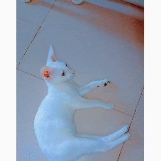 Purebred Siamese Kitten - Snowy