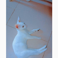 Purebred Siamese Kitten - Snowy