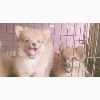 1-3 months Male Purebred Pomeranian