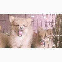1-3 months Male Purebred Pomeranian