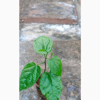 African Black Walnut Trees - High-Quality for Sale