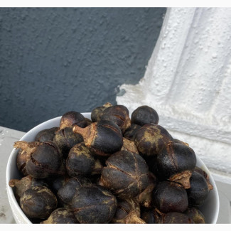 Aphrodisiac Goruntula Syrup for Sexual Enhancement