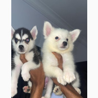 Male American Eskimo Puppy Available