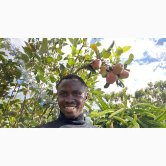 Imported Potted Apple Tree