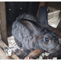 Male and Female Adult Rabbit Available for Immediate Pickup