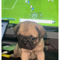 Adorable Female Purebred Pug - Playful and Vaccinated