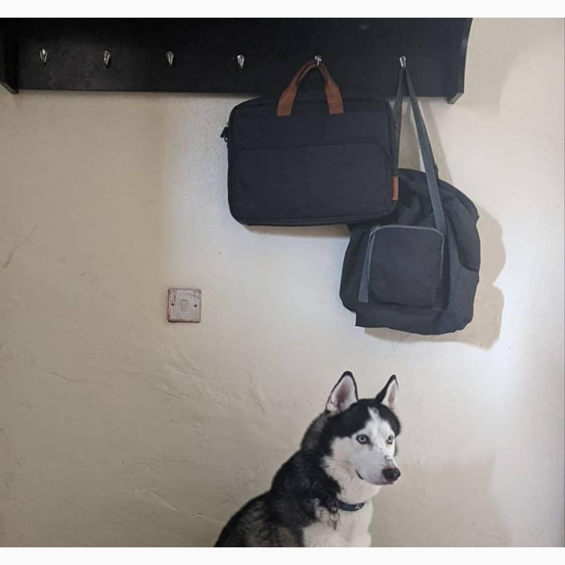 Фото 1/1. 1+ year Male Purebred Siberian Husky