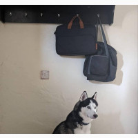 1+ year Male Purebred Siberian Husky