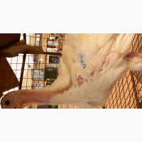 Foreign Turkey