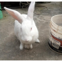 Healthy Rabbits