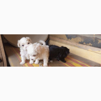 Female Purebred Lhasa Apso Puppy Available in Kubwa, Abuja