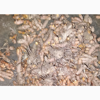 Turmeric Herbs for Sale - Freshly Harvested and Pounded