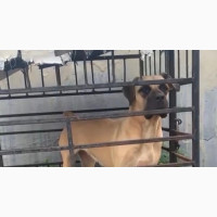 1+ year Female Purebred Boerboel