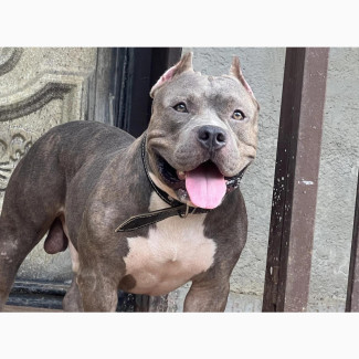 American Bully Male - 1+ year