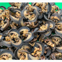 Bush Oven Dried Snails