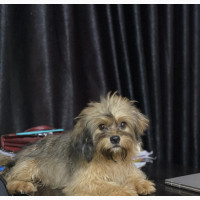 Purebred Lhasa Apso for Sale in Benin