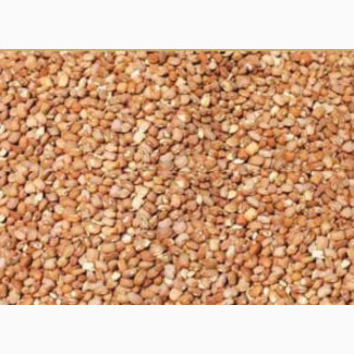 Beans (Ewa)
