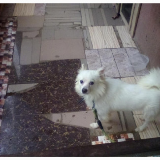 Male American Eskimo for Stud - Purebred, 1+ year old