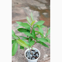 Jamun or Java Plum or Indian Blackberry Tree for Sale
