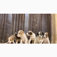 1-3 months Female Mixed Breed Basenji