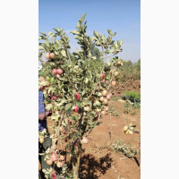 Dwarf Imported English Apple Tree - High Yield Potential