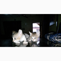 0-1 month Female Purebred Exotic